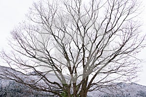 Shirakawa Village - UNESCO world heritage site, Gassho-zukuri farmhouse