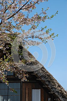 Shirakawago roof cherry