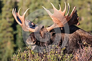 Shiras Bull Moose