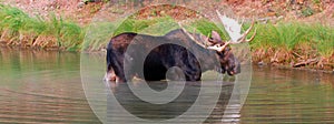 Shiras Bull Moose feeding near shore of Fishercap Lake in the Many Glacier region of Glacier National Park in Montana U