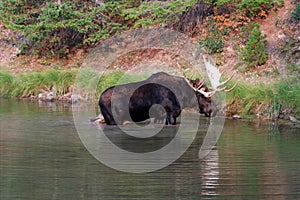 Shiras Bull Moose feeding near shore of Fishercap Lake in the Many Glacier region of Glacier National Park in Montana U