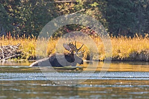 Shiras Bull Moose in River