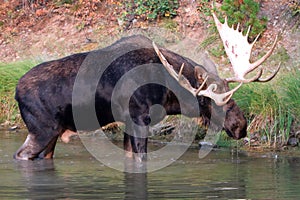 Shiras Bull Moose walking near shore of Fishercap Lake in the Many Glacier region of Glacier National Park in Montana U