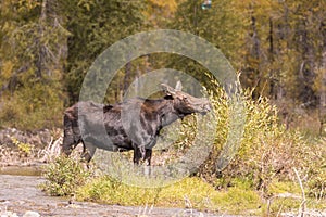 Shiras Cow Moose Eating in Fall