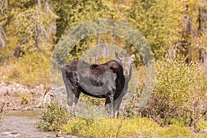 Shiras Cow Moose in Fall