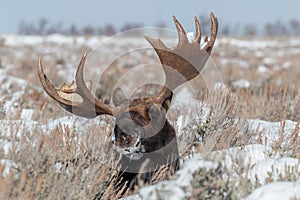 Shiras Moose Bull Bedded in Winter