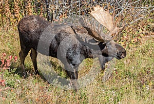 Shiras Moose Bull in Wyoming in Autumn