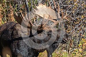 Shiras Moose Bull in Wyoming in Fall