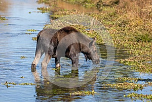 Shiras Moose Calf in a Pond in Wyoming in Autumn