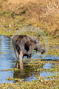 Shiras Moose Calf in a Pond in Wyoming in Fall