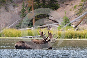 The Shiras Moose of Colorado