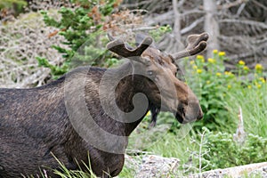 Shiras Moose of The Colorado Rocky Mountains