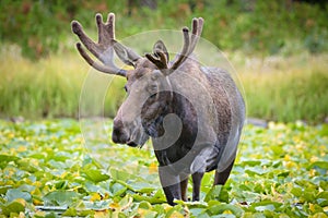 Shiras Moose of The Colorado Rocky Mountains