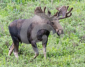 Shiras Moose of The Colorado Rocky Mountains