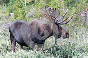 Shiras Moose of The Colorado Rocky Mountains