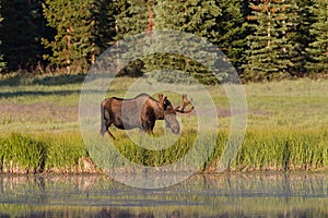 Shiras Moose of The Colorado Rocky Mountains