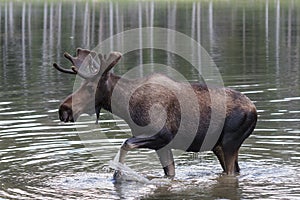 Shiras Moose of The Colorado Rocky Mountains