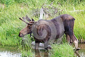 Shiras Moose of The Colorado Rocky Mountains - Young Bull Wading