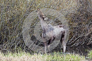 Shiras Moose in Colorado. Shiras are the smallest species of Moose in North America