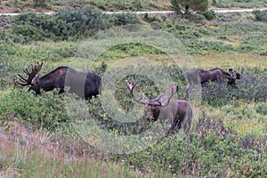 Shiras Moose in Colorado. Shiras are the smallest species of Moose in North America