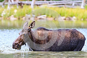 Shiras Moose Cow in a Colorado Lake Eating Lake Grass. Shiras are the smallest species of Moose in North America