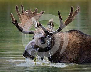 Shiras Moose in a Mountain lake.