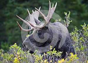 Shiras Moose in the Rocky Mountains of Colorado