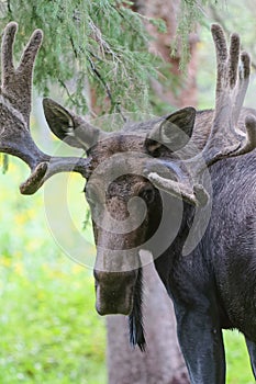 Shiras Moose in the Rocky Mountains of Colorado