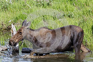 Shiras Moose in the Rocky Mountains of Colorado