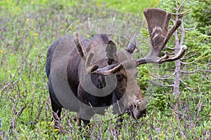 Shiras Moose in the Rocky Mountains of Colorado