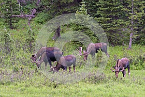 Shiras Moose in the Rocky Mountains of Colorado