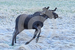 Shiras Moose in the Rocky Mountains of Colorado. Angry Young Bull`s Predawn Demonstration