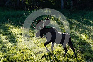Shiras Moose in the Rocky Mountains of Colorado. Bull Moose at Dawn