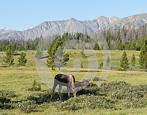 Shiras Moose in the Rocky Mountains of Colorado. Moose grazing i