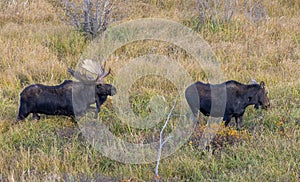 Shiras Moose Rutting in Wyoming