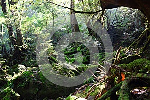 The Shiratani Unsuikyo Ravine - a green magnicicant gorge on Yakushima island in Japan