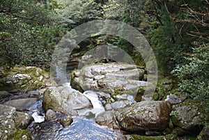 The Shiratani Unsuikyo Ravine - a green magnicicant gorge on Yakushima island in Japan