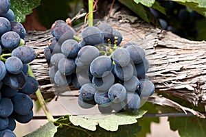 Shiraz grapes