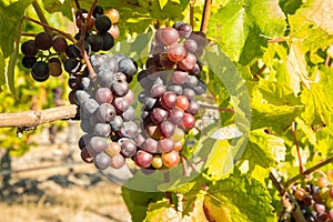 Shiraz grapes ripening in organic vineyard at harvest time