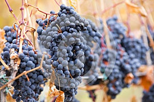 Shiraz Grapes Vineyard Okanagan Valley