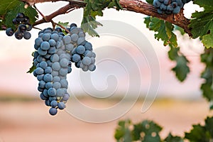 Shiraz wine grapes at sunset