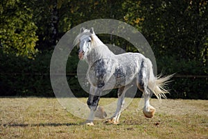 Shire Draft Horse stallion