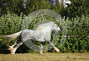 Shire Draft Horse stallion running