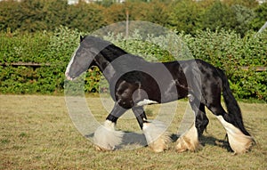 Shire Draft Horse stallion runs on the summer meadow