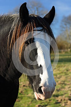 Shire or draft horses head.