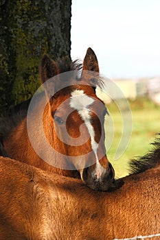 Shire Foal