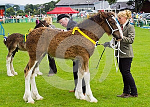 Shire Foal cartmel Show 2011