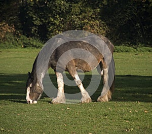 Shire horse