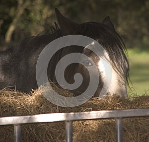 Shire horse