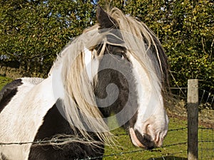 Shire Horse